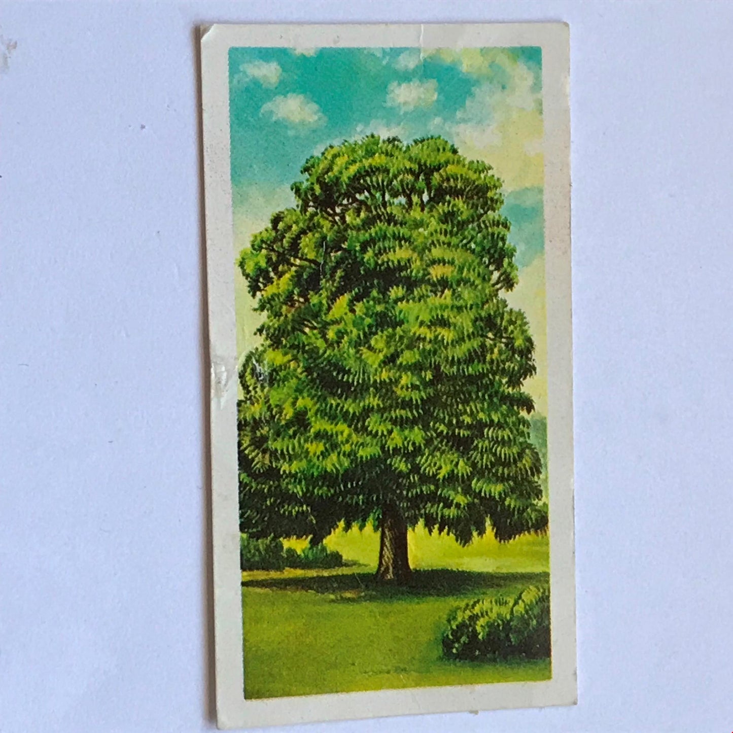 TREES IN BRITAIN Brooke Bond Tea Cards - Sold Individually - take your pick