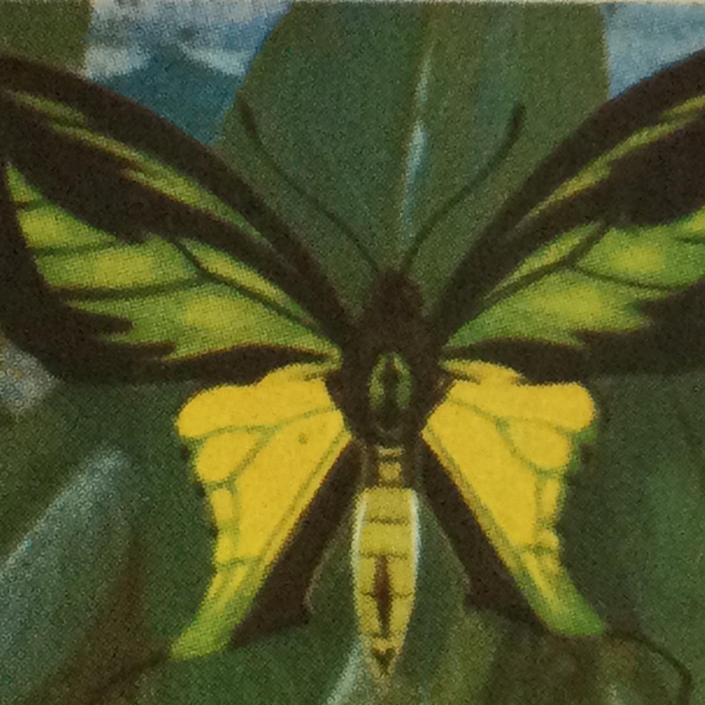 BUTTERFLIES OF THE WORLD- Brooke Bond Tea Cards- sold individually 1960s