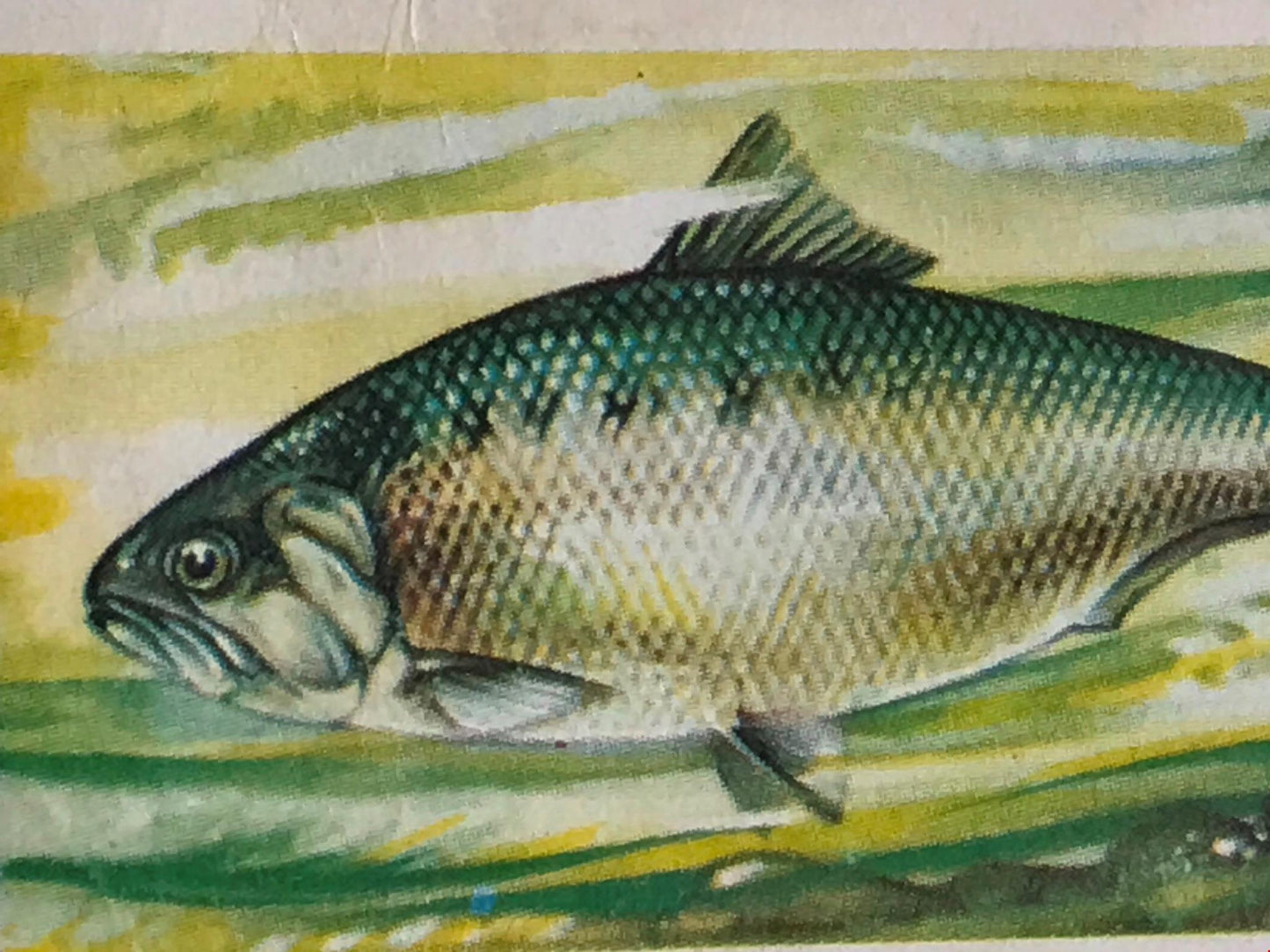 FRESHWATER FISH Brooke Bond Tea Cards 1960 Sold individually