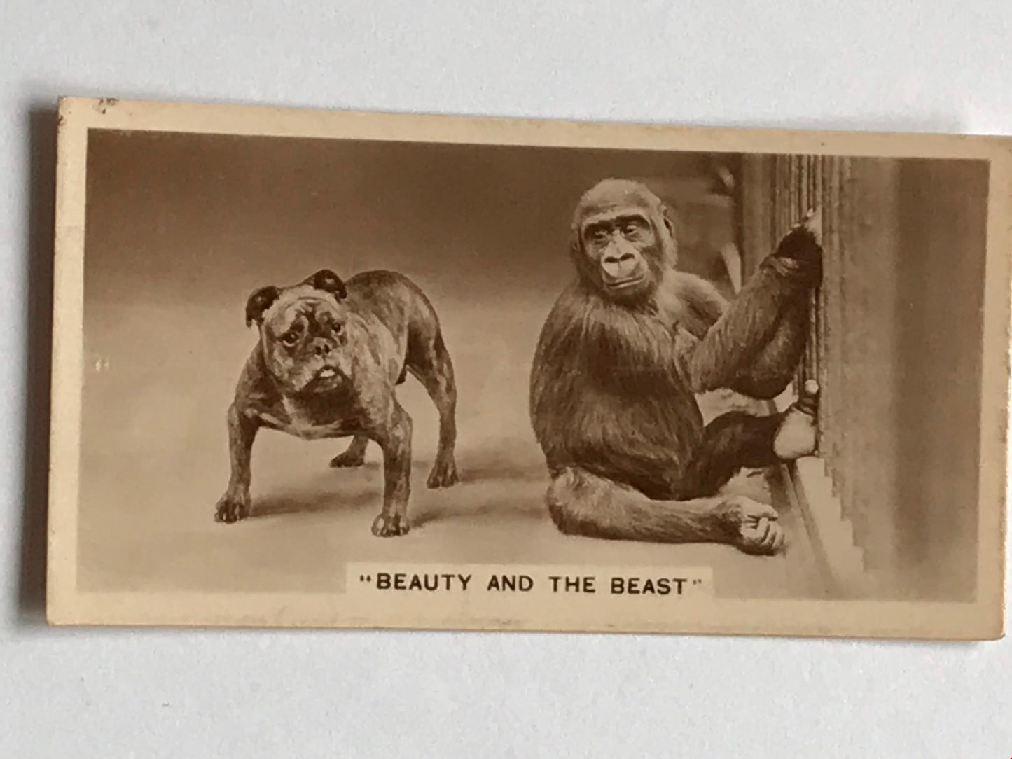 VINTAGE PHOTO Chimp & Bulldog De Reszke Cigarette Card Beauty & The Beast