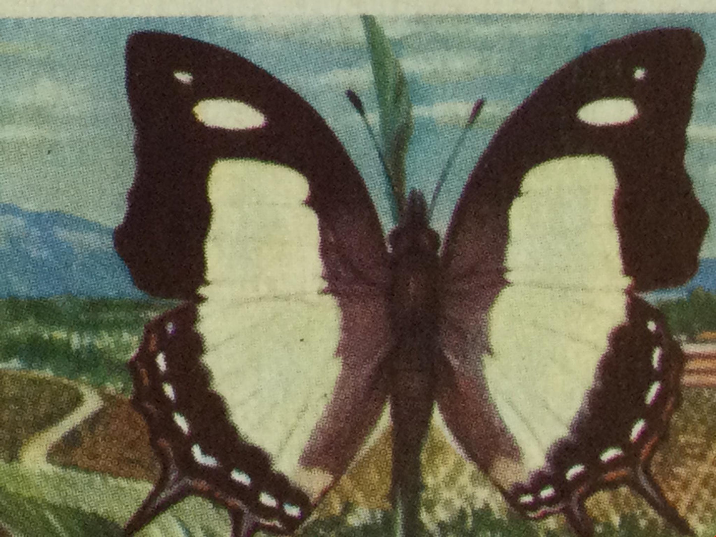 BUTTERFLIES OF THE WORLD- Brooke Bond Tea Cards- sold individually 1960s