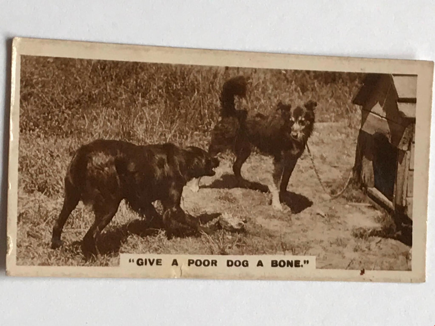 VINTAGE DOGS WITH BONE PHOTO De Reszke Cigarette Card no4 series 1