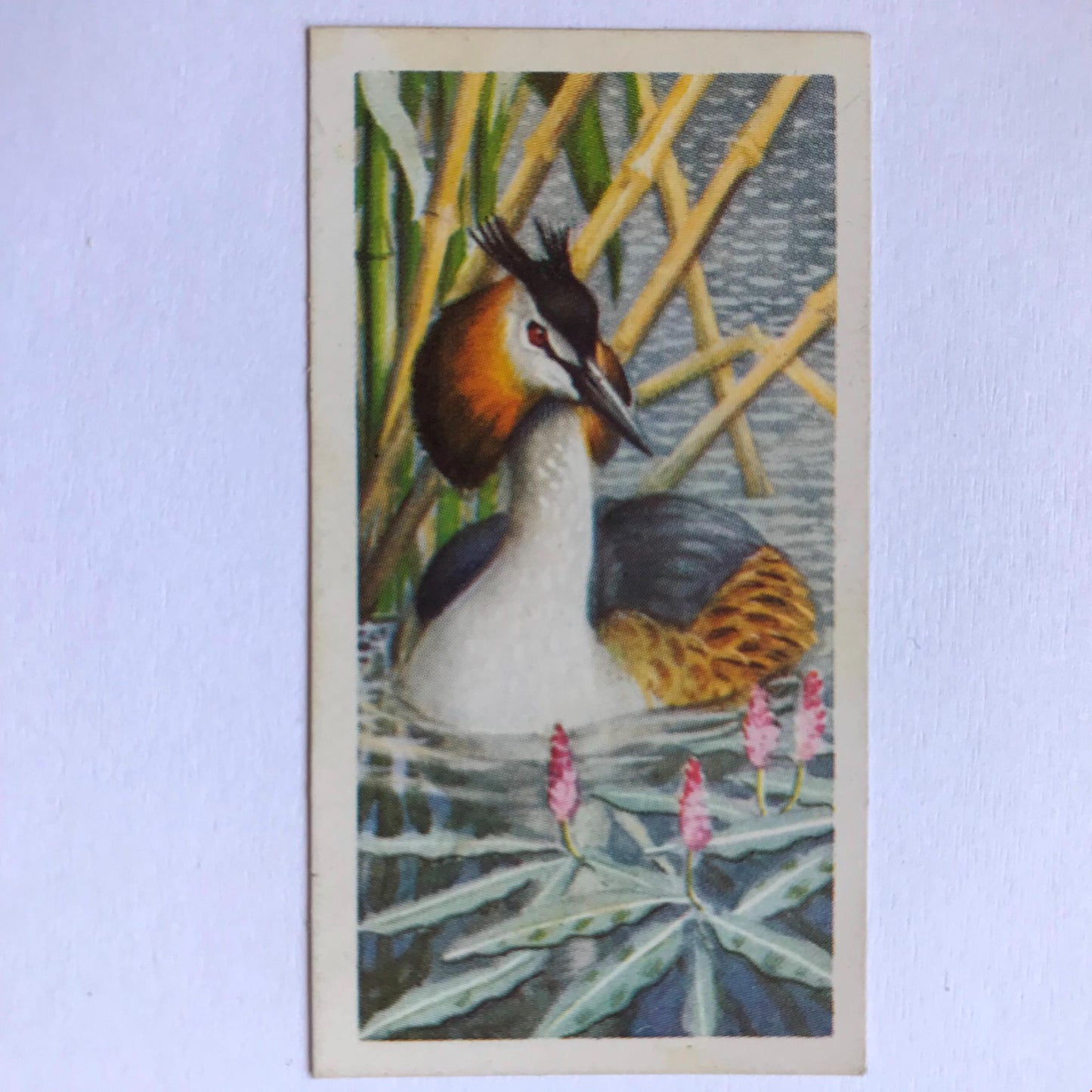 BIRD PORTRAITS  Brooke Bond Tea Cards Sold Individually - take your pick