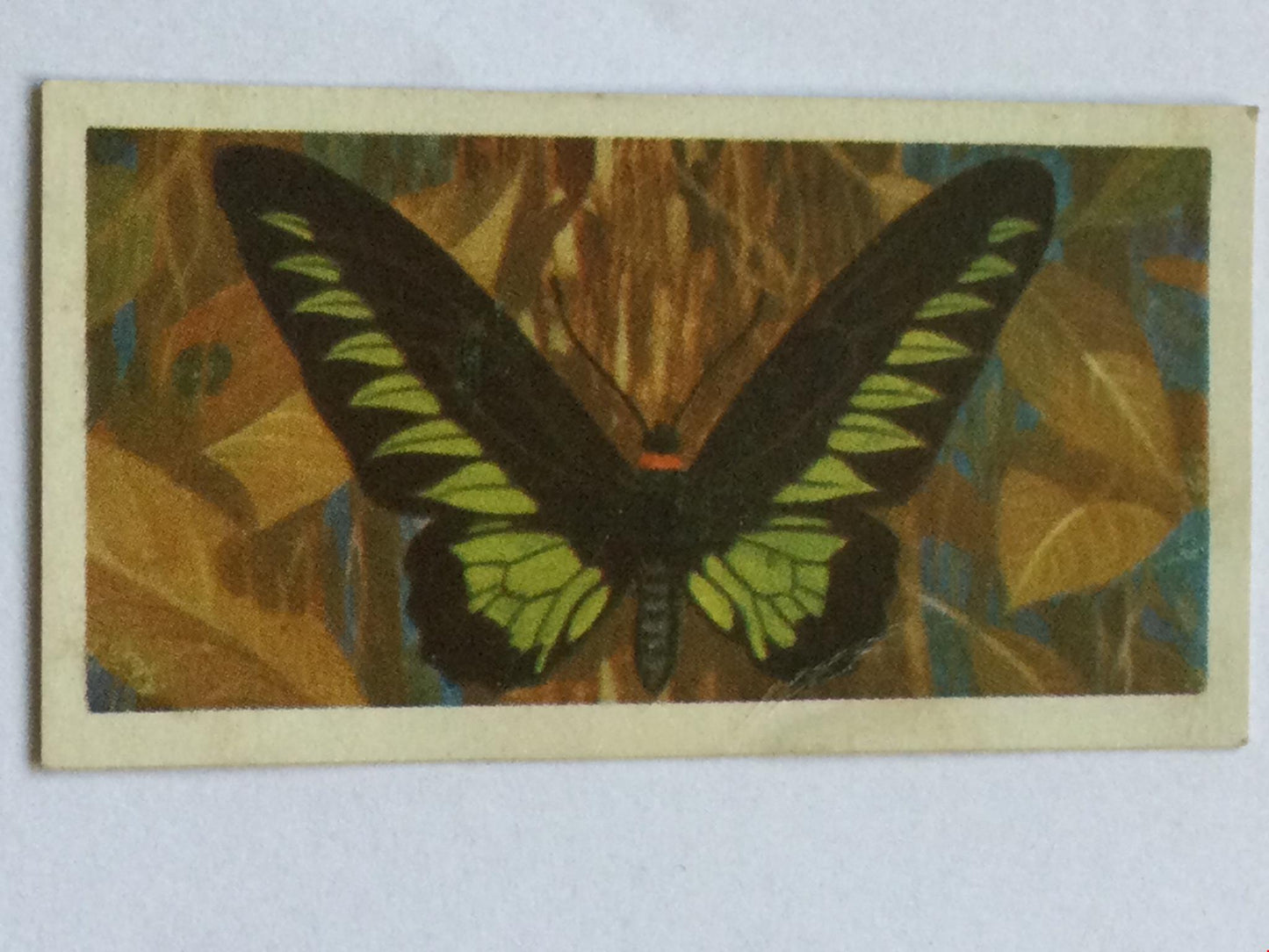 BUTTERFLIES OF THE WORLD- Brooke Bond Tea Cards- sold individually 1960s