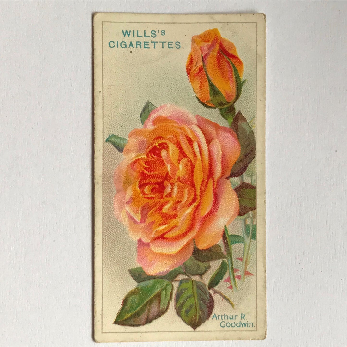 ROSES Wills Cigarette Cards 1912 Antique Rose Pictures - sold individually