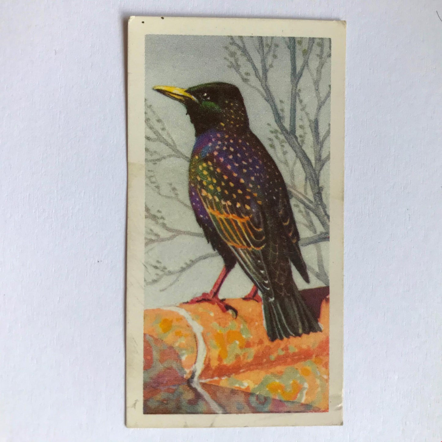 BIRD PORTRAITS  Brooke Bond Tea Cards Sold Individually - take your pick