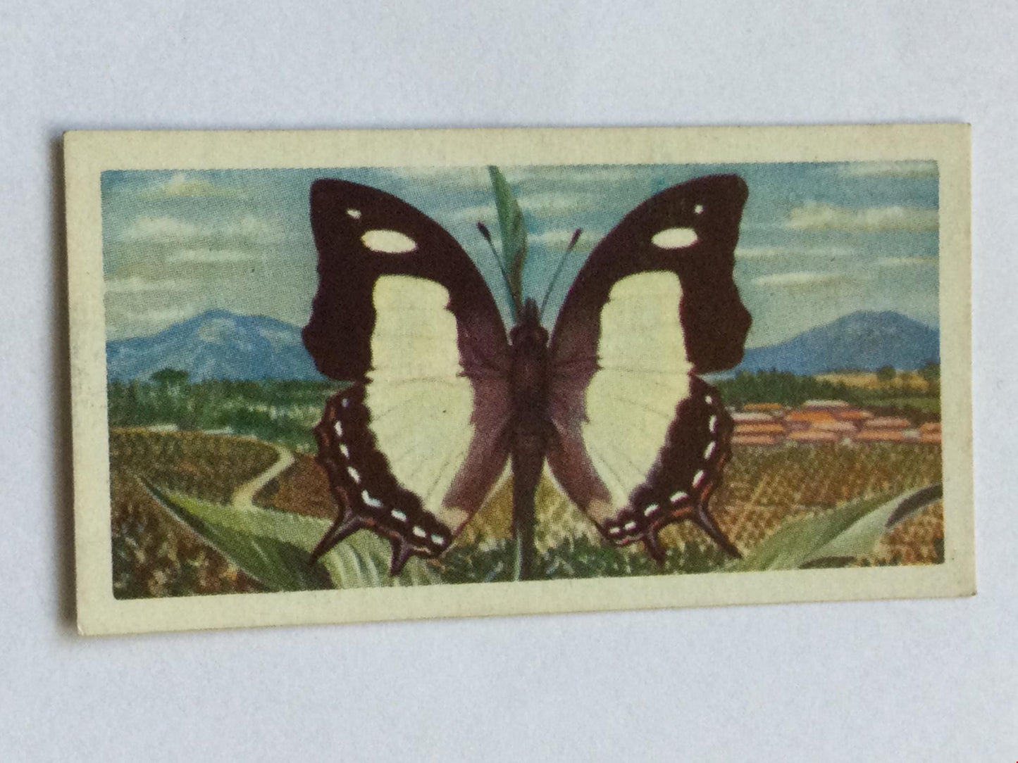 BUTTERFLIES OF THE WORLD- Brooke Bond Tea Cards- sold individually 1960s