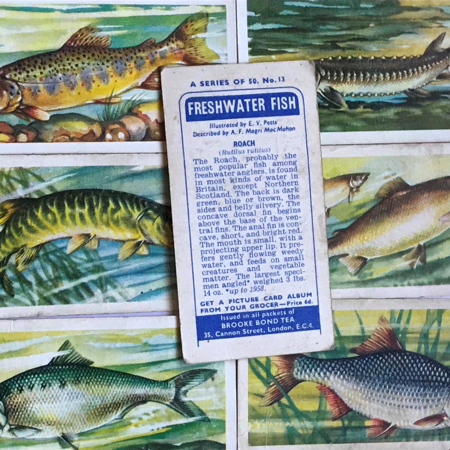 FRESHWATER FISH Brooke Bond Tea Cards 1960 Sold individually