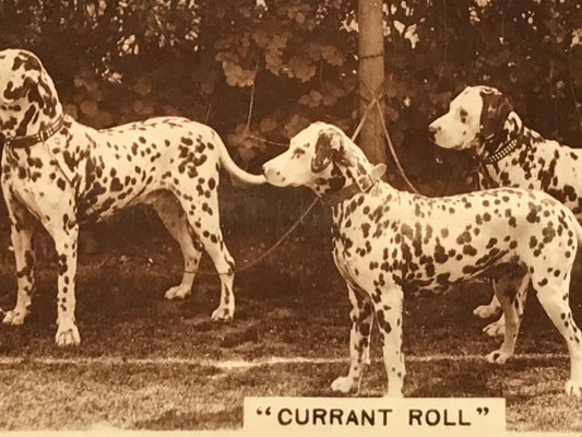 VINTAGE DOGS DALMATIANS PHOTO De Reszke Cigarette Card ‘Currant Roll’ no20