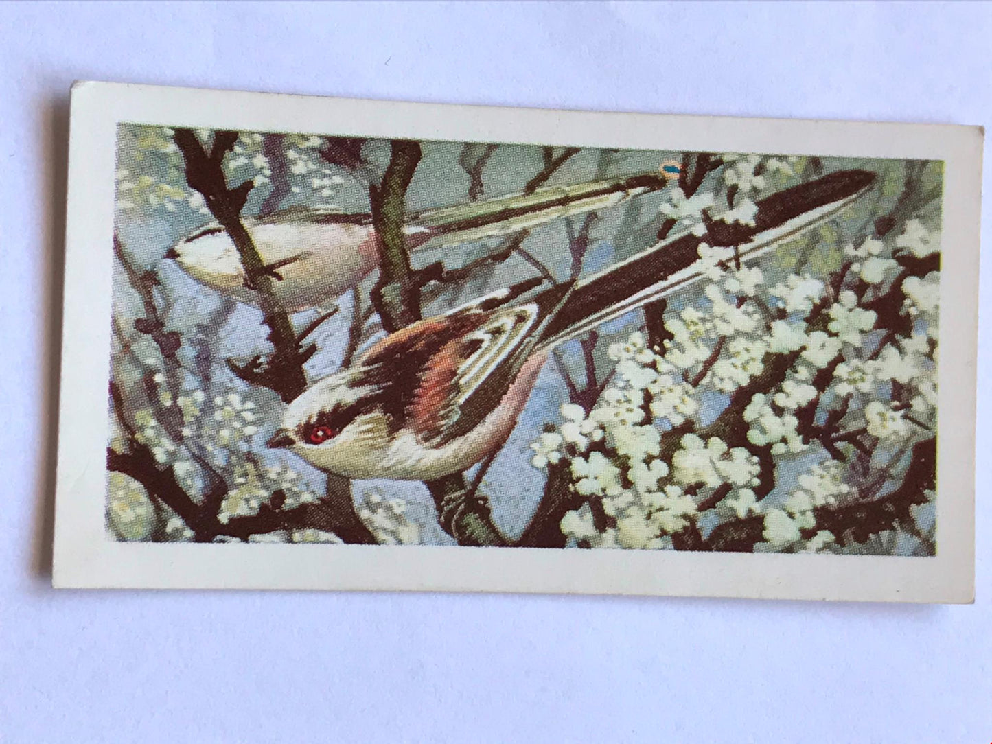 WILD BIRDS IN BRITAIN - Brooke Bond Tea Cards - sold individually take your pick