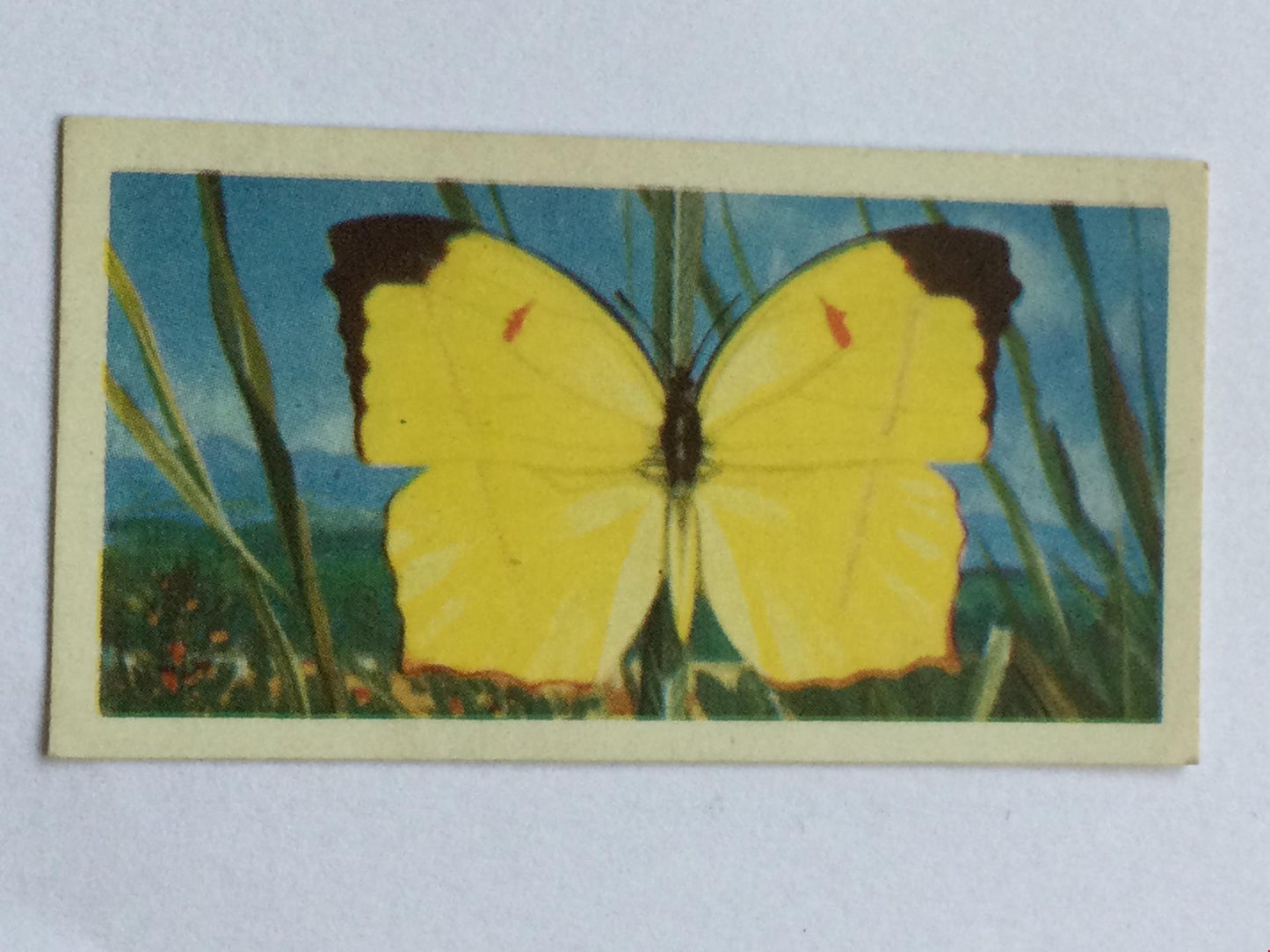 BUTTERFLIES OF THE WORLD- Brooke Bond Tea Cards- sold individually 1960s