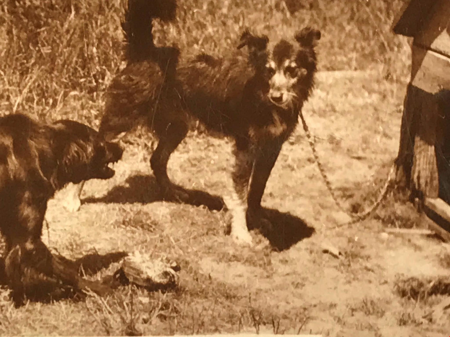 VINTAGE DOGS WITH BONE PHOTO De Reszke Cigarette Card no4 series 1