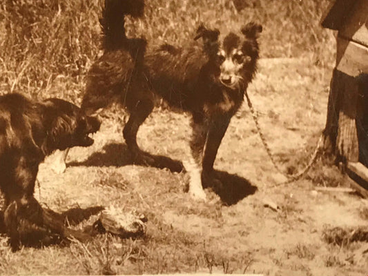 VINTAGE DOGS WITH BONE PHOTO De Reszke Cigarette Card no4 series 1