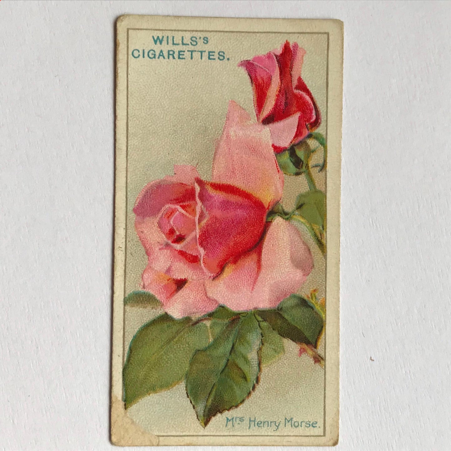 ROSES 1926 Wills Cigarette Cards - vintage rose pictures - sold individually