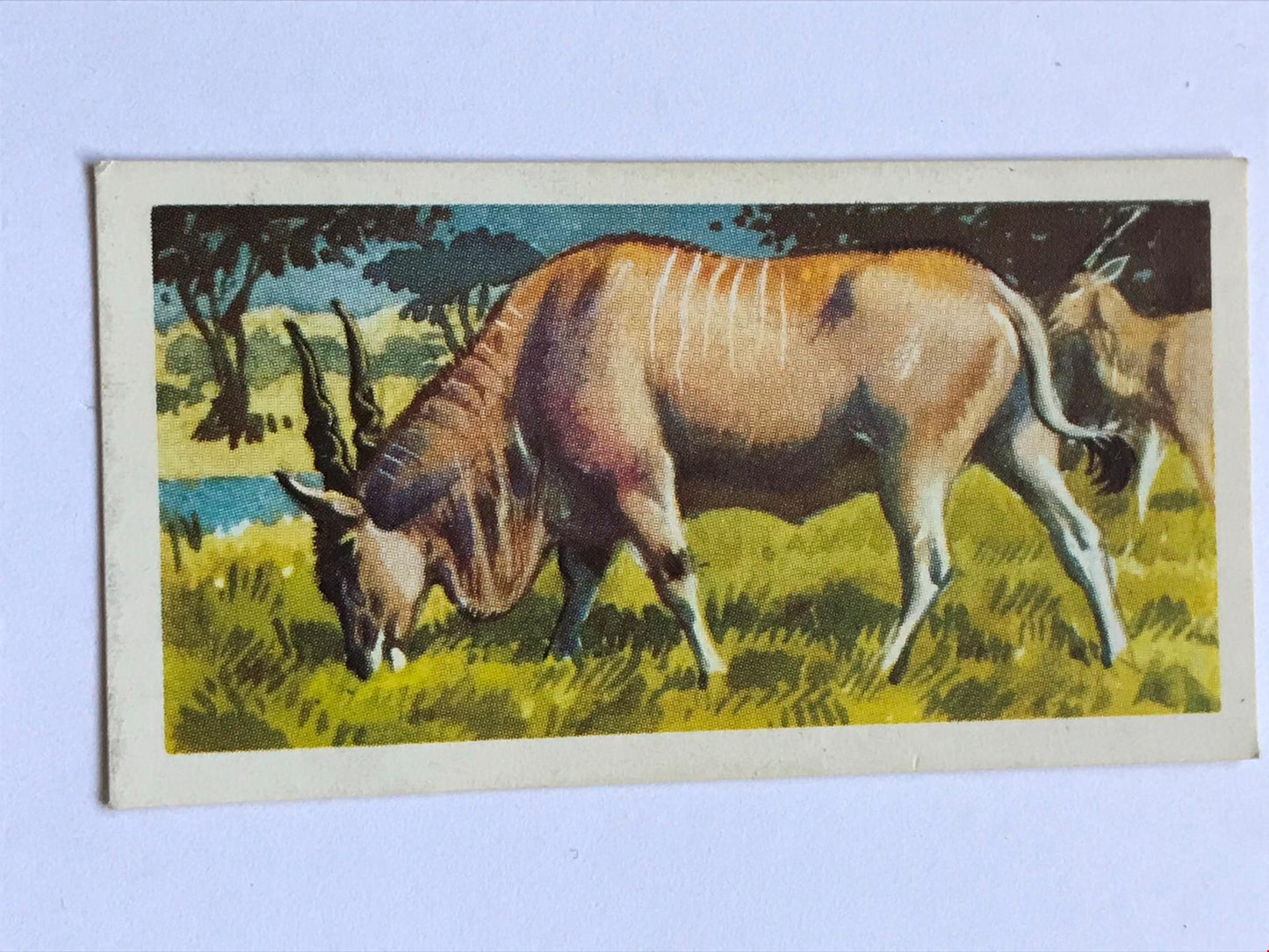 AFRICAN WILD LIFE Brooke Bond Tea Cards - sold individually - take your pick