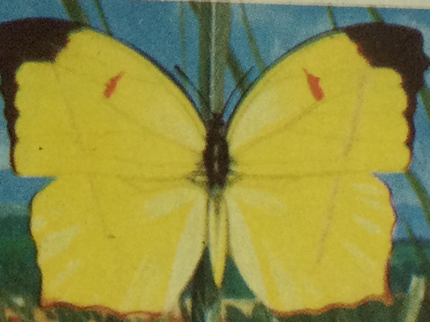 BUTTERFLIES OF THE WORLD- Brooke Bond Tea Cards- sold individually 1960s