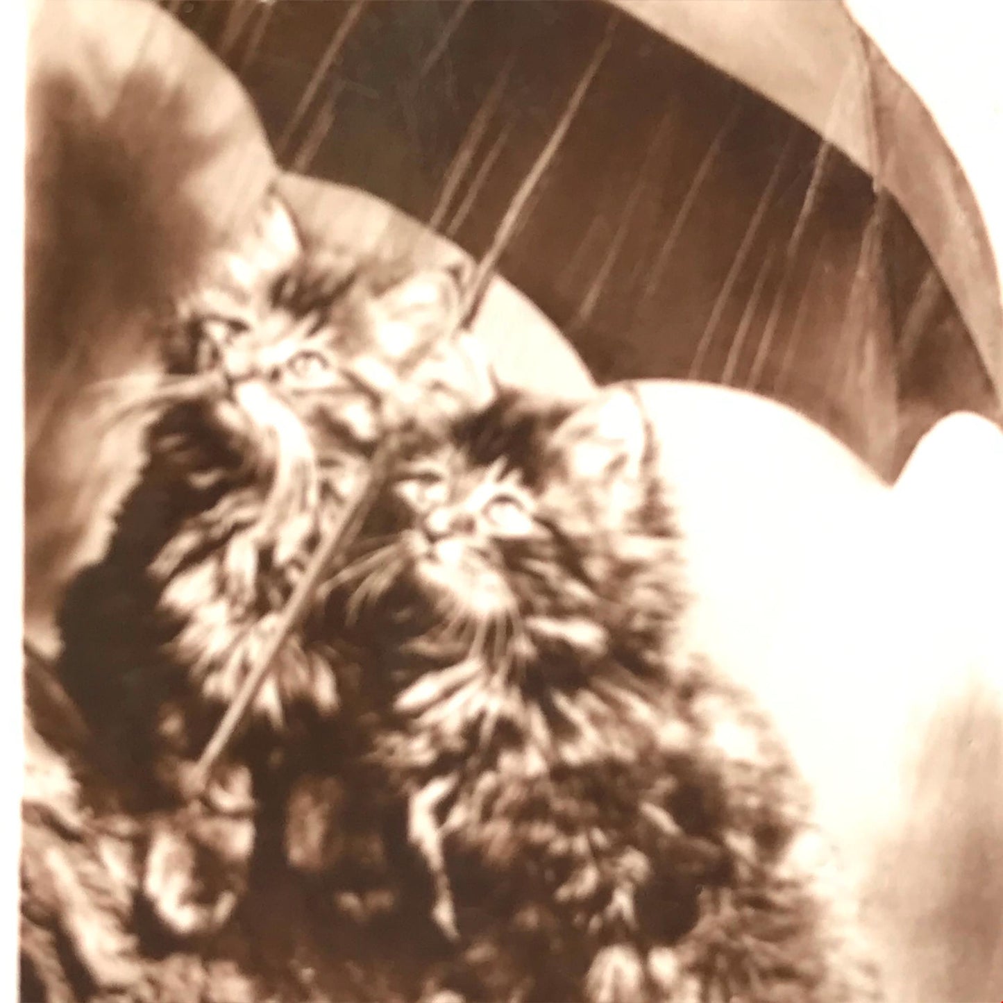 CUTE VINTAGE CAT PHOTO Cats under umbrella ‘Rain rain go away’ cigarette card