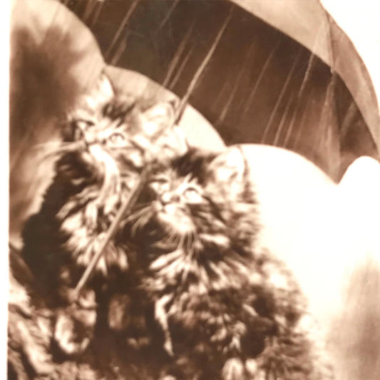 CUTE VINTAGE CAT PHOTO Cats under umbrella ‘Rain rain go away’ cigarette card