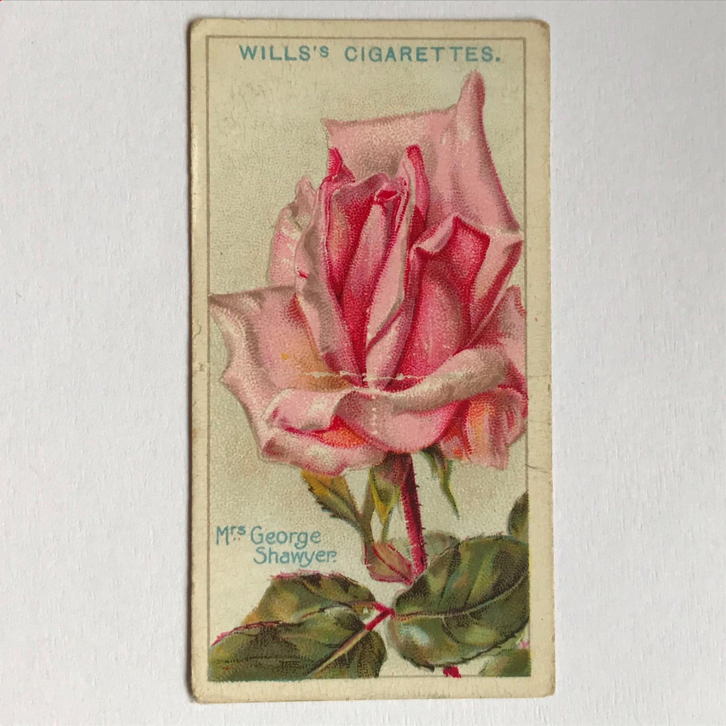 ROSES 1926 Wills Cigarette Cards - vintage rose pictures - sold individually