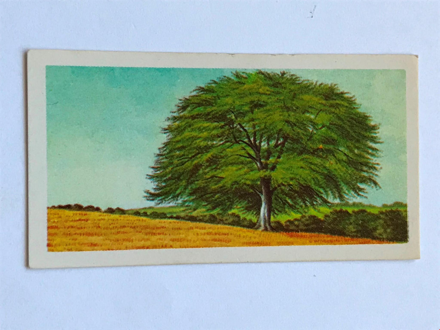 TREES IN BRITAIN Brooke Bond Tea Cards - Sold Individually - take your pick