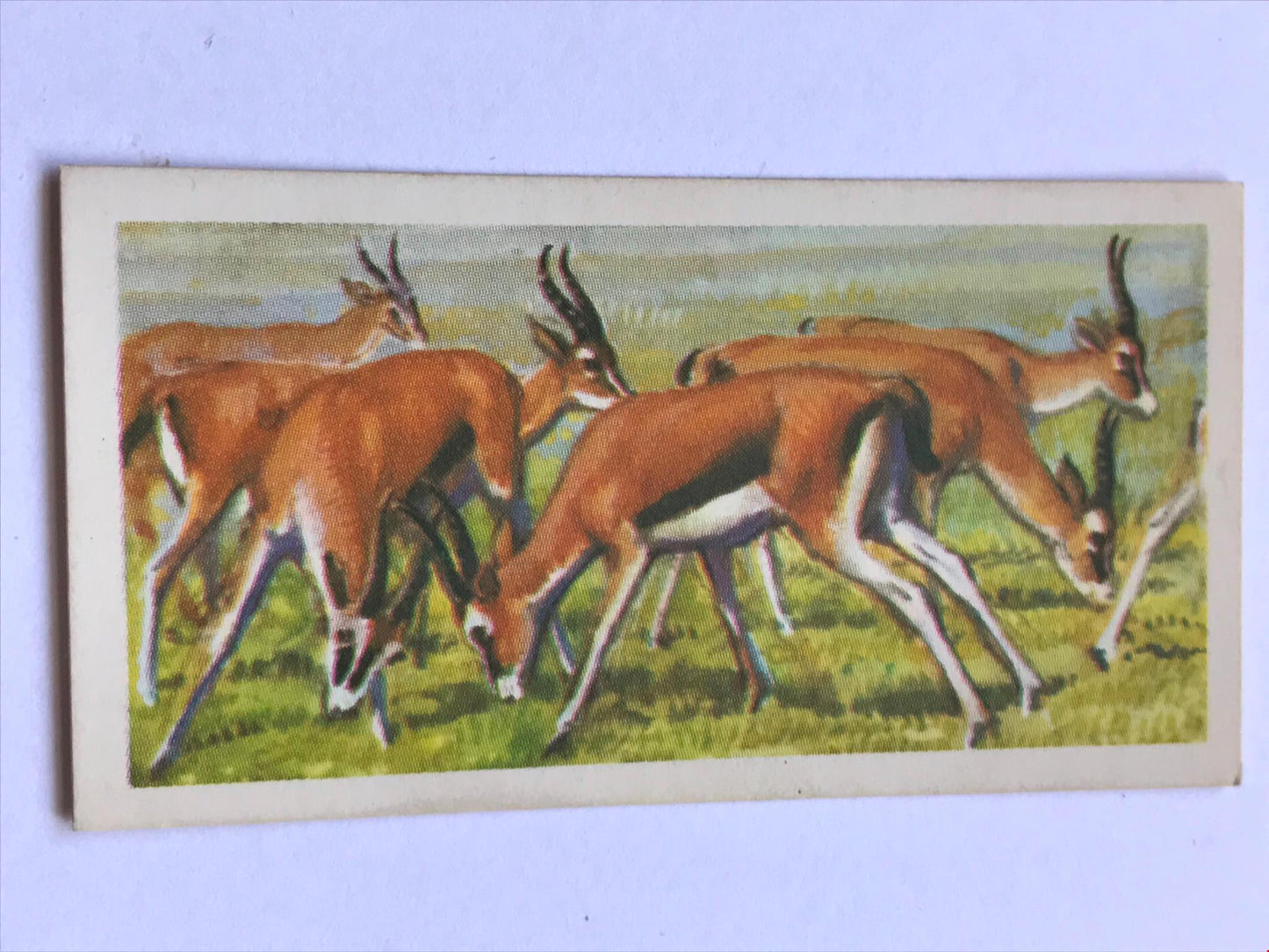 AFRICAN WILD LIFE Brooke Bond Tea Cards - sold individually - take your pick