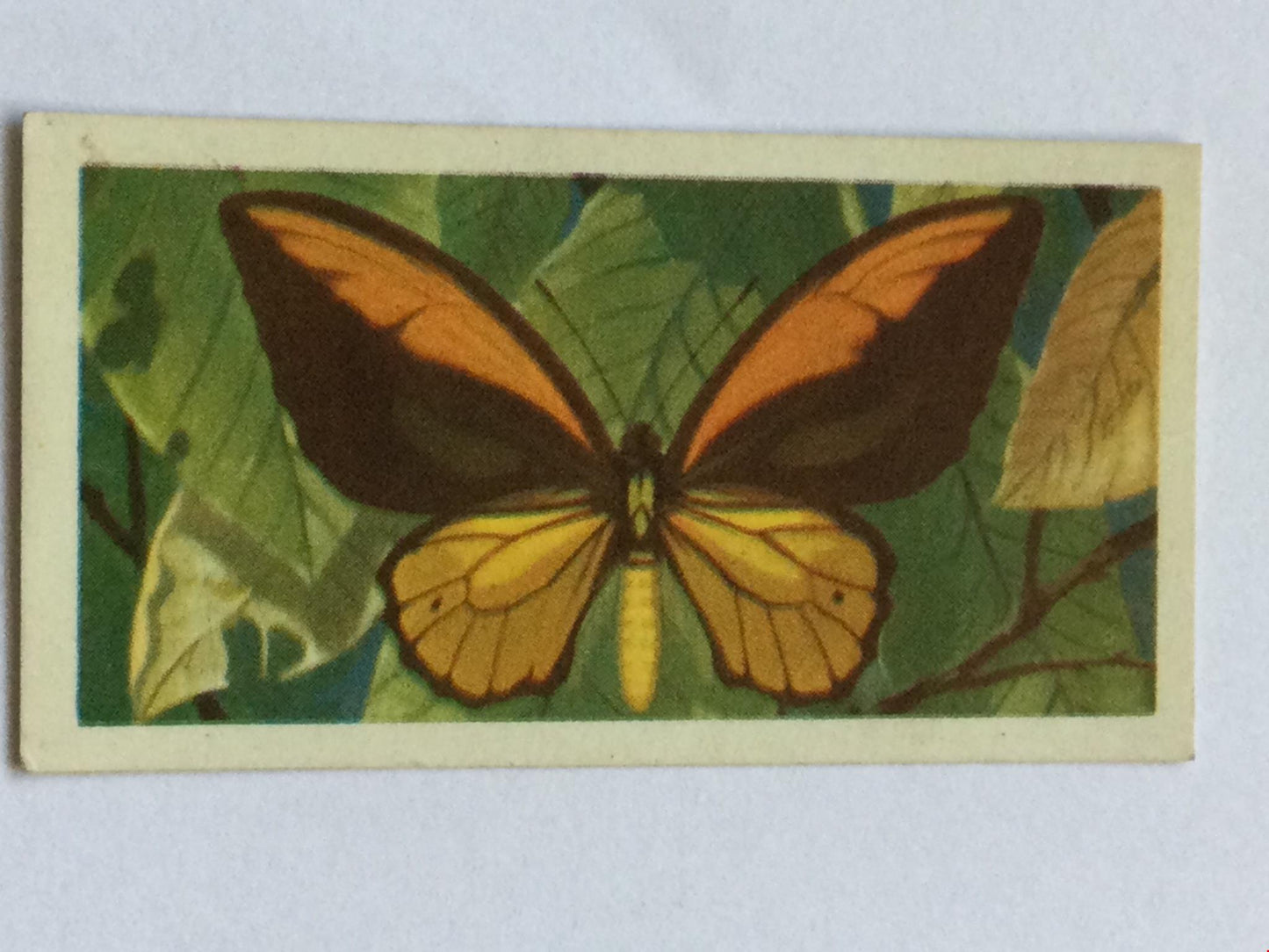 BUTTERFLIES OF THE WORLD- Brooke Bond Tea Cards- sold individually 1960s