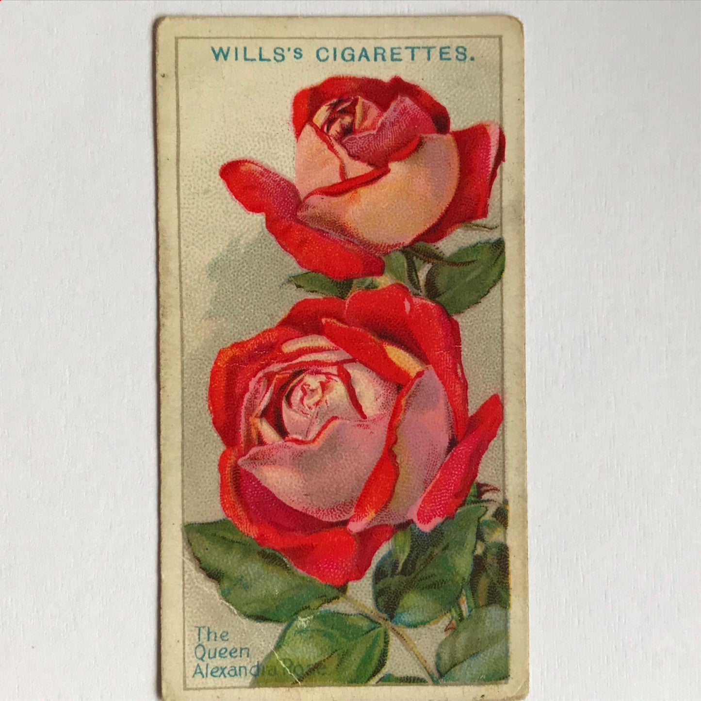 ROSES 1926 Wills Cigarette Cards - vintage rose pictures - sold individually