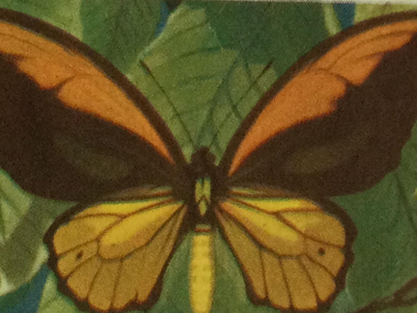 BUTTERFLIES OF THE WORLD- Brooke Bond Tea Cards- sold individually 1960s