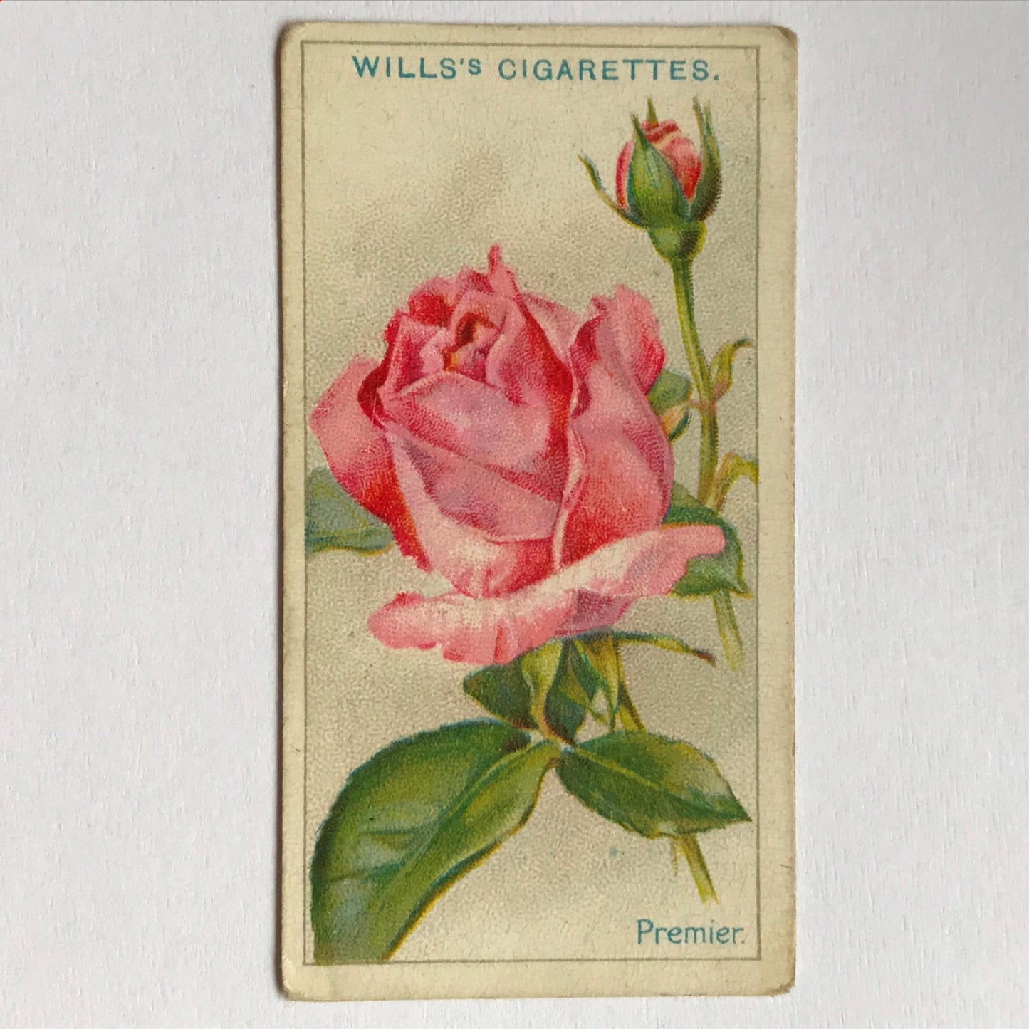 ROSES 1926 Wills Cigarette Cards - vintage rose pictures - sold individually