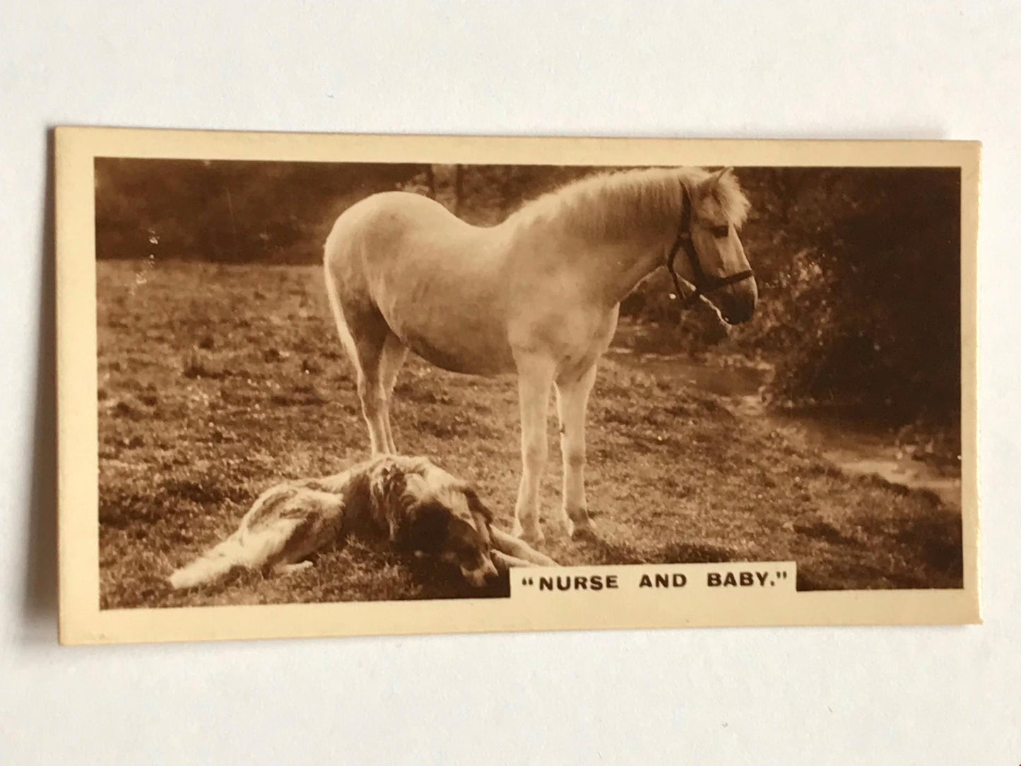 VINTAGE PHOTO PONY & DOG De Reszke Cigarette Card ‘Nurse and Baby’ no12 series 1