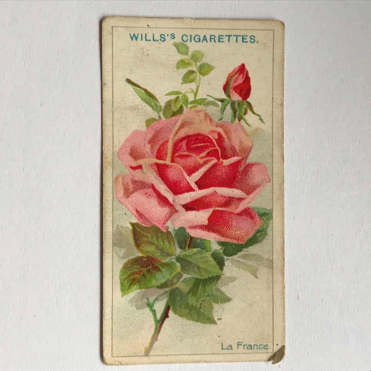 ROSES Wills Cigarette Cards 1912 Antique Rose Pictures - sold individually