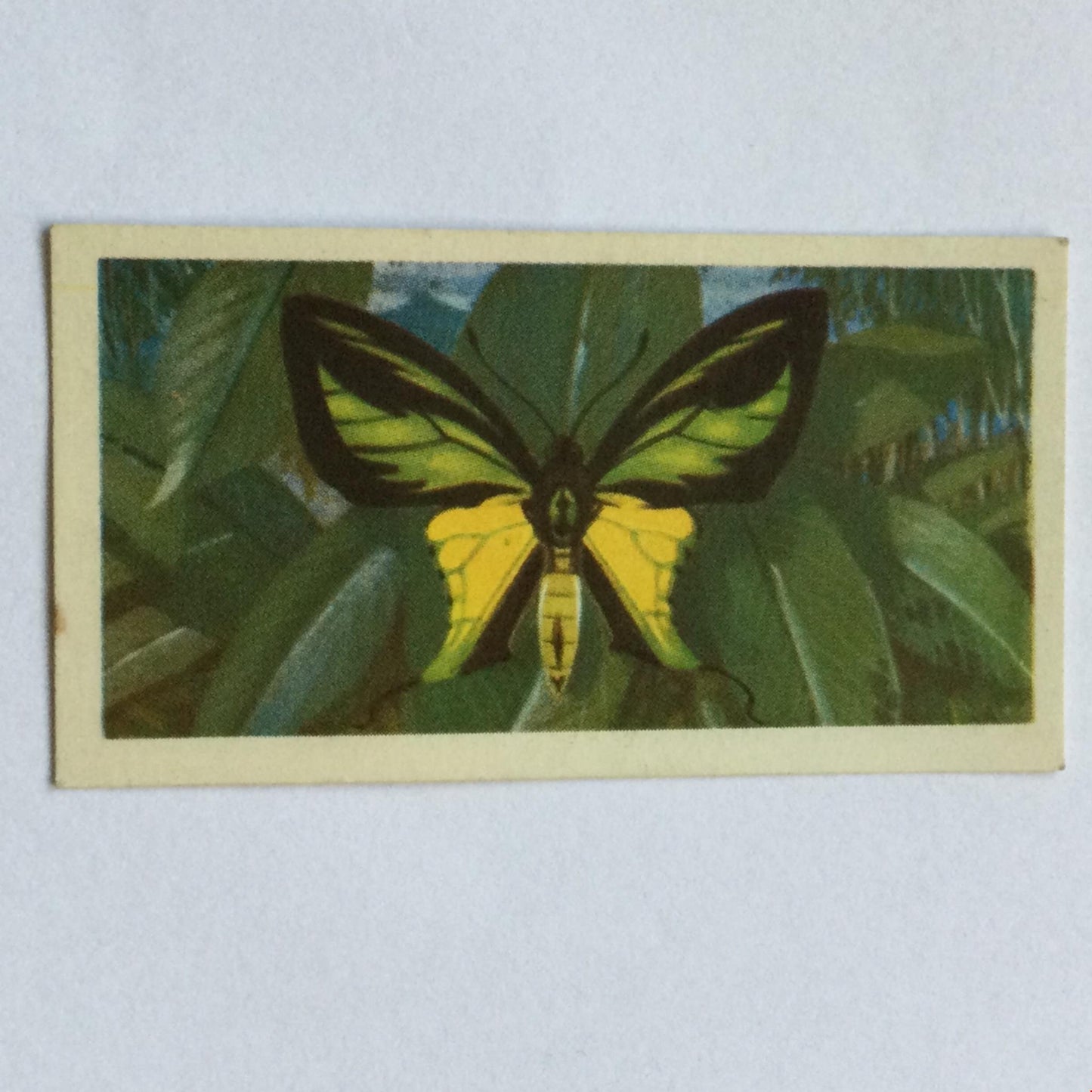 BUTTERFLIES OF THE WORLD- Brooke Bond Tea Cards- sold individually 1960s