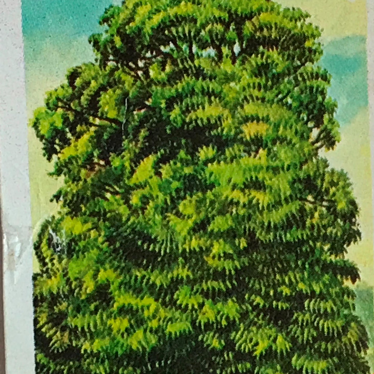 TREES IN BRITAIN Brooke Bond Tea Cards - Sold Individually - take your pick