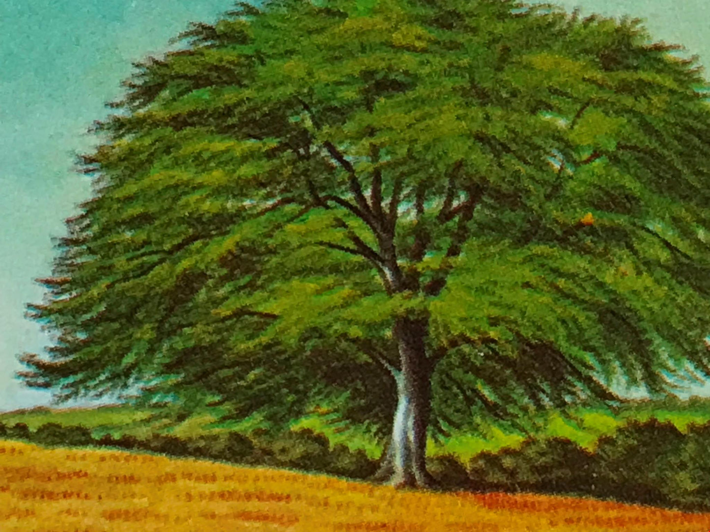 TREES IN BRITAIN Brooke Bond Tea Cards - Sold Individually - take your pick