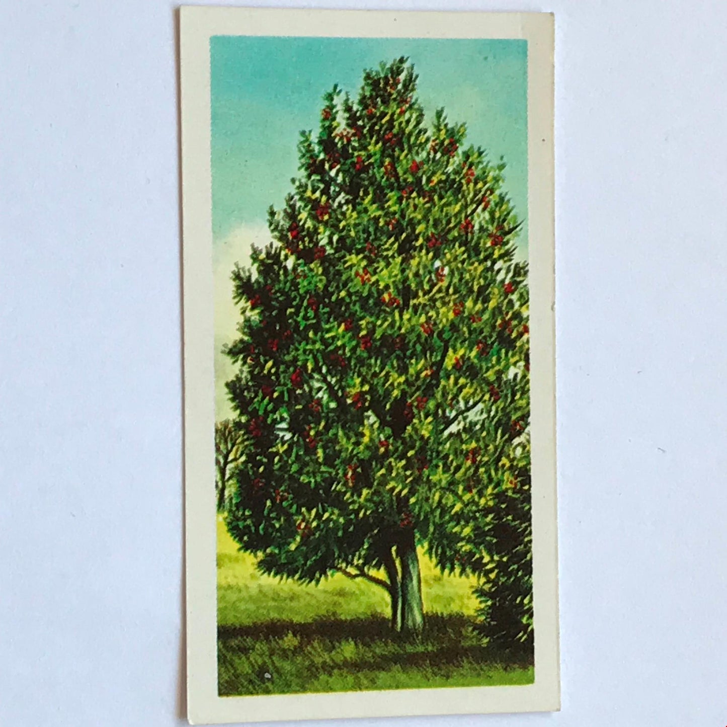 TREES IN BRITAIN Brooke Bond Tea Cards - Sold Individually - take your pick