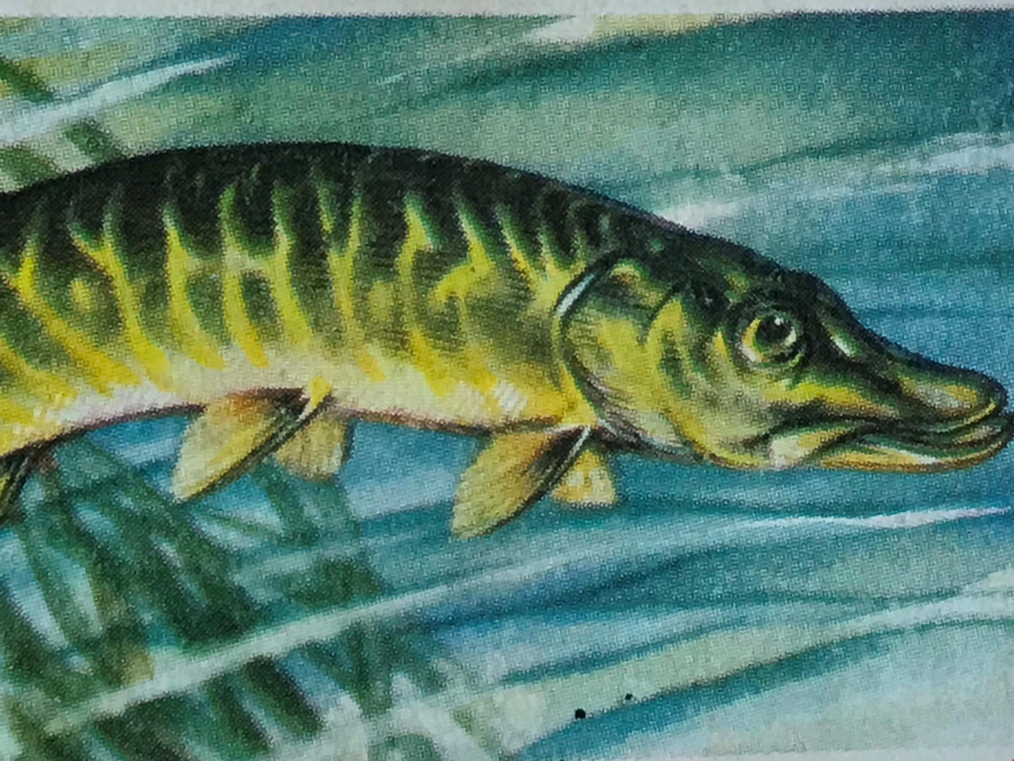 FRESHWATER FISH Brooke Bond Tea Cards 1960 Sold individually