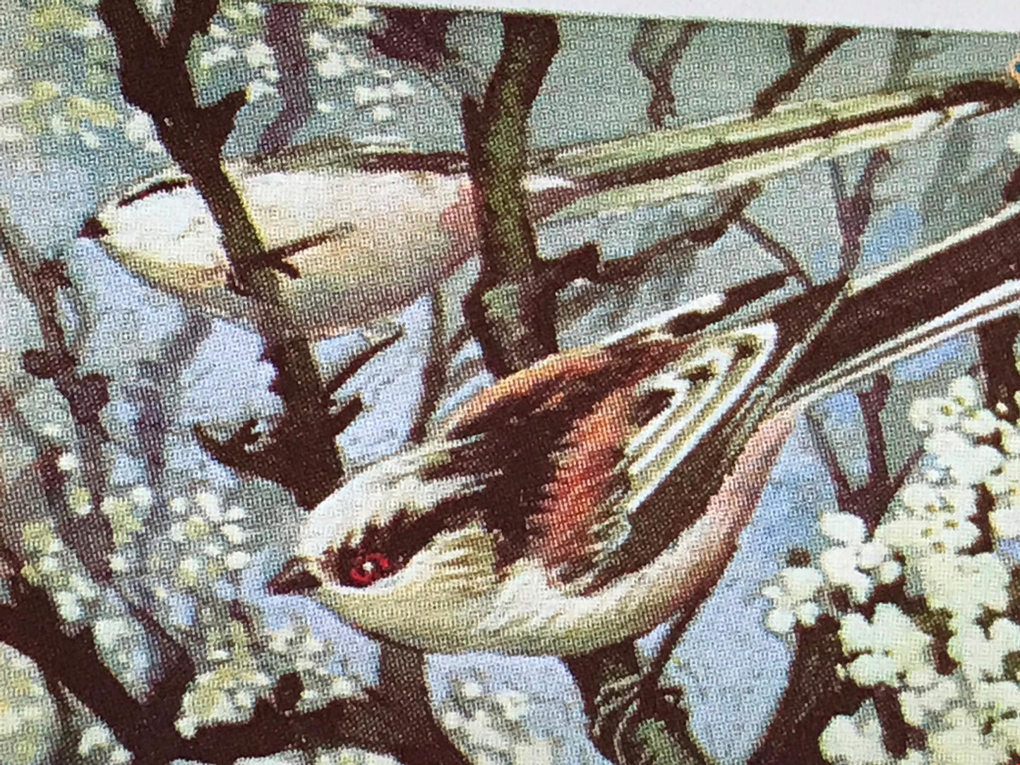 WILD BIRDS IN BRITAIN - Brooke Bond Tea Cards - sold individually take your pick