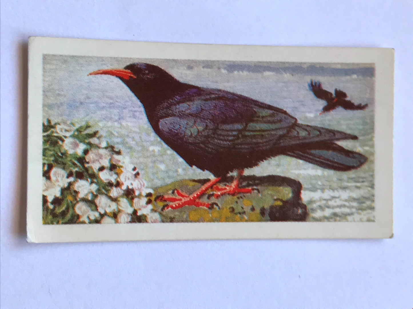 WILD BIRDS IN BRITAIN - Brooke Bond Tea Cards - sold individually take your pick