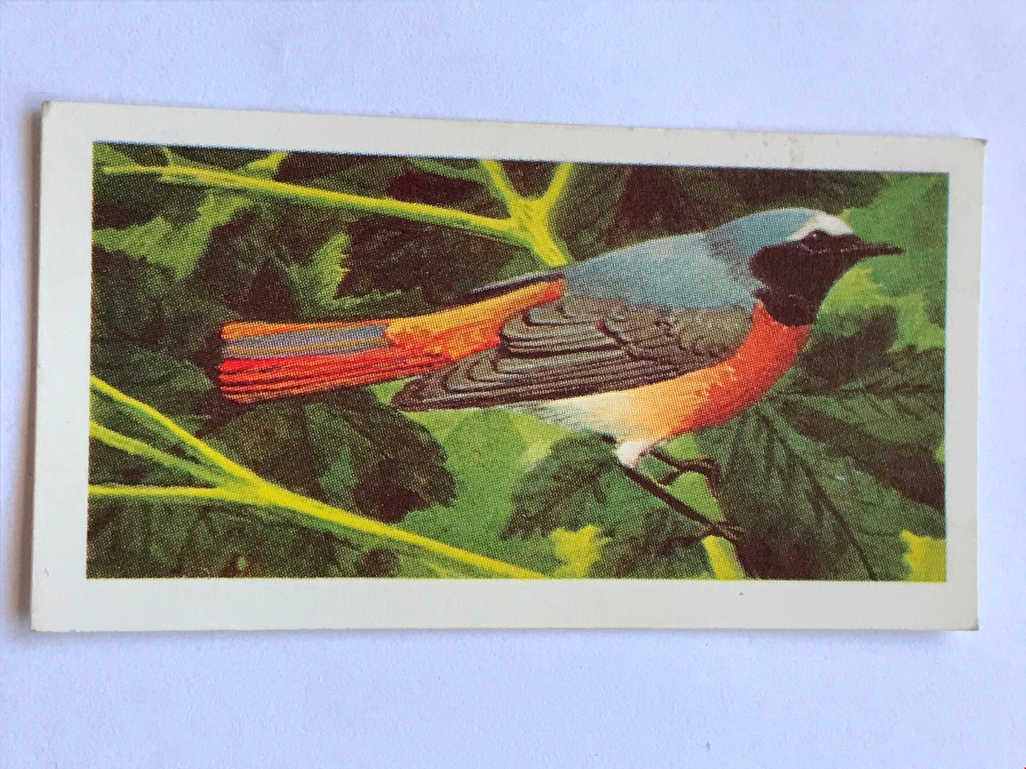 WILD BIRDS IN BRITAIN - Brooke Bond Tea Cards - sold individually take your pick