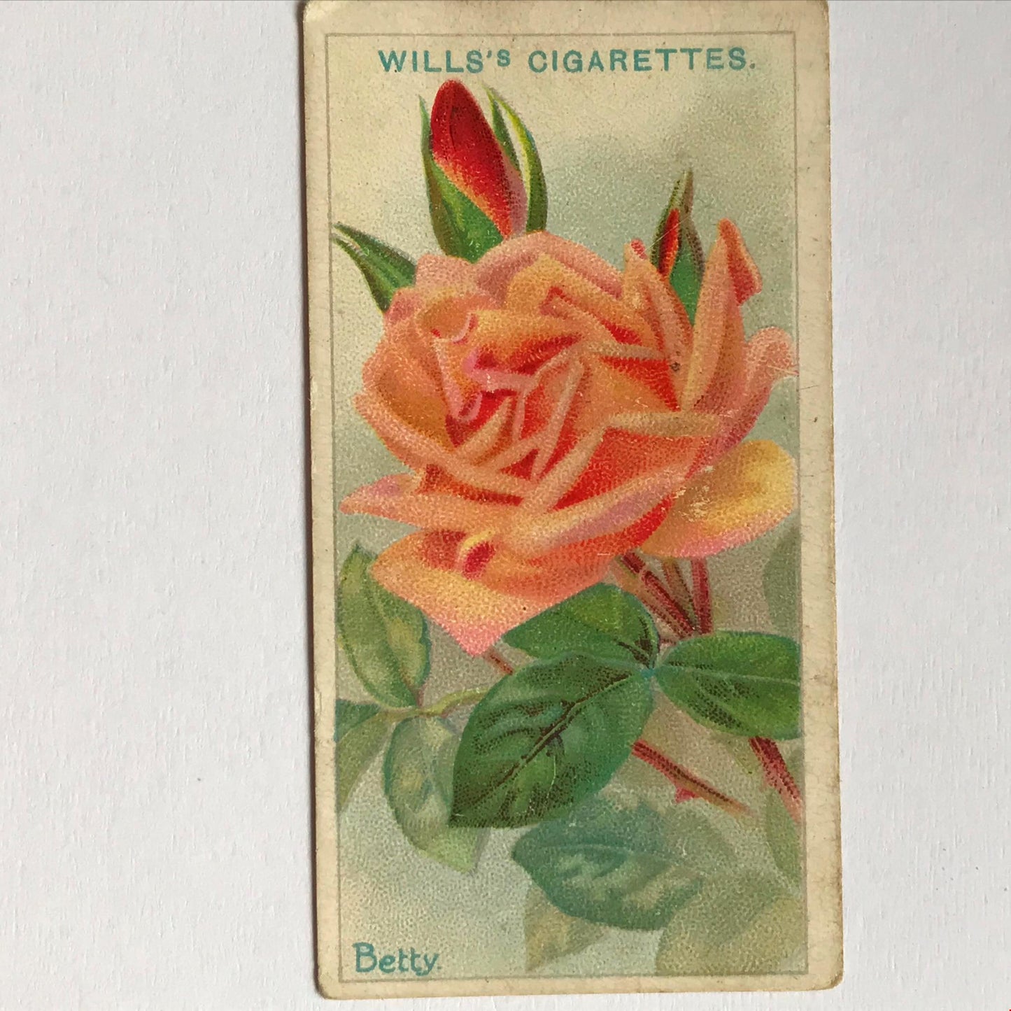 ROSES Wills Cigarette Cards 1912 Antique Rose Pictures - sold individually