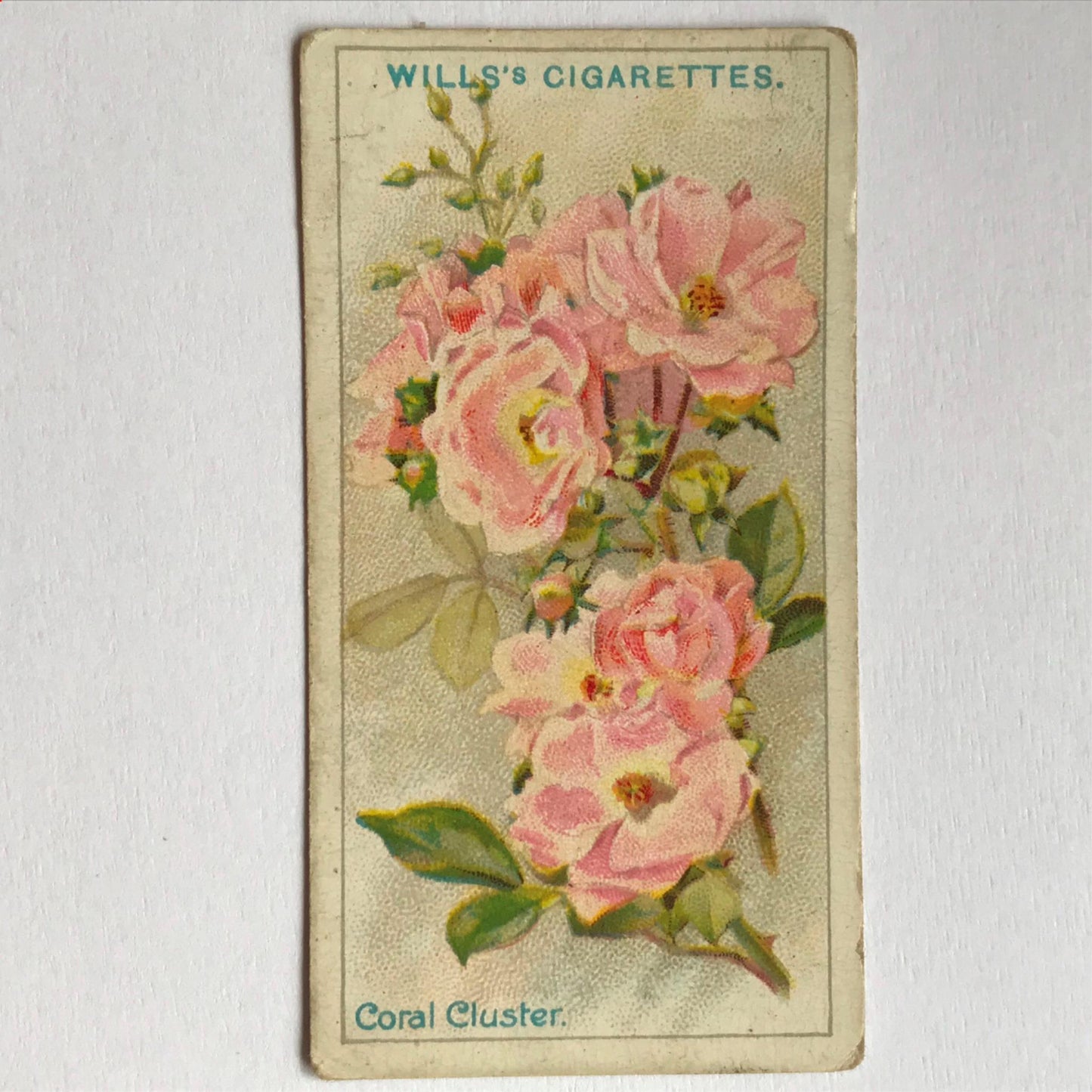 ROSES 1926 Wills Cigarette Cards - vintage rose pictures - sold individually