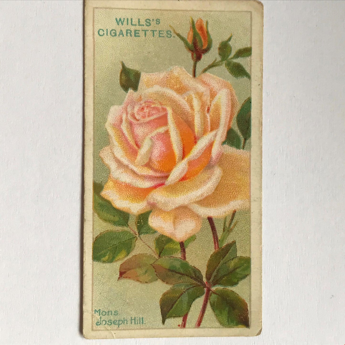 ROSES Wills Cigarette Cards 1912 Antique Rose Pictures - sold individually