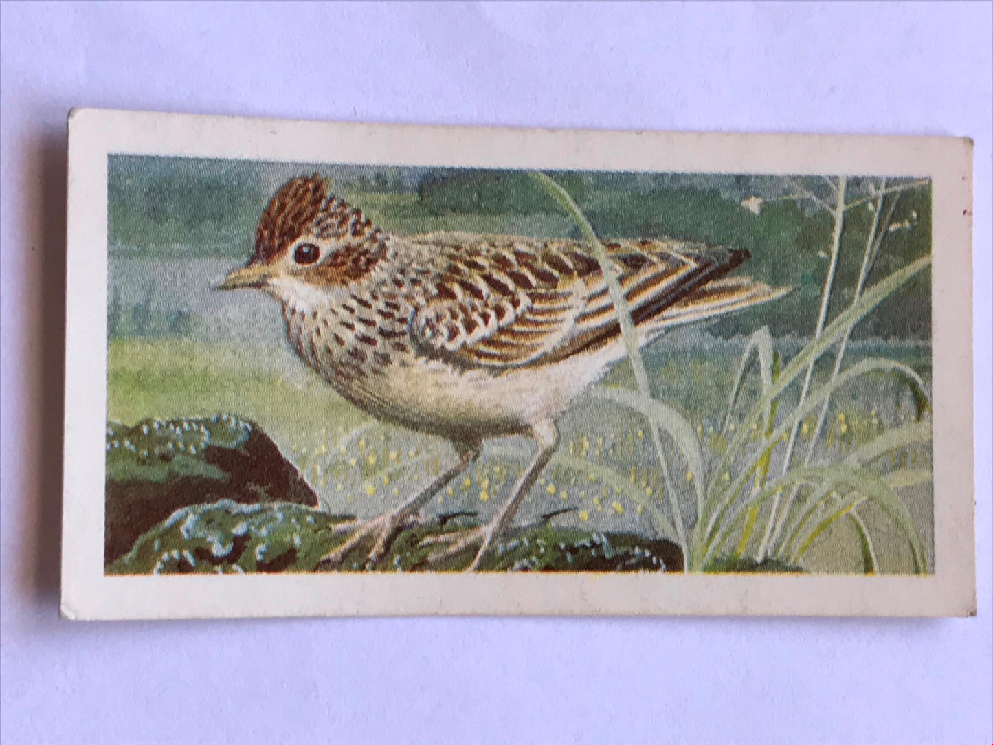 WILD BIRDS IN BRITAIN - Brooke Bond Tea Cards - sold individually take your pick