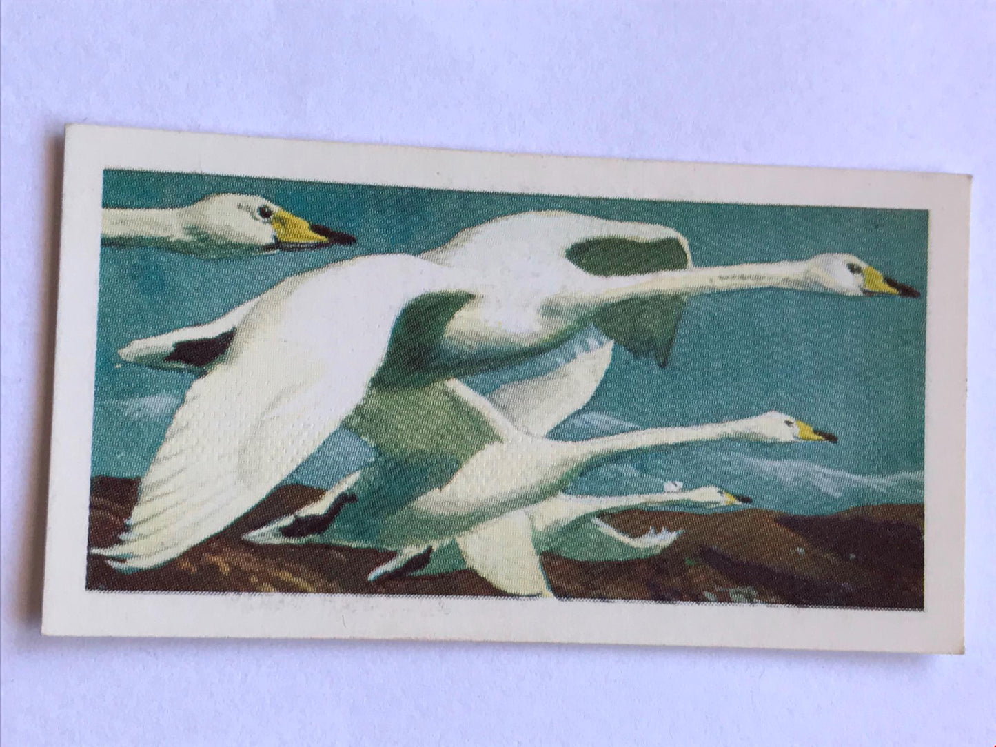 WILD BIRDS IN BRITAIN - Brooke Bond Tea Cards - sold individually take your pick