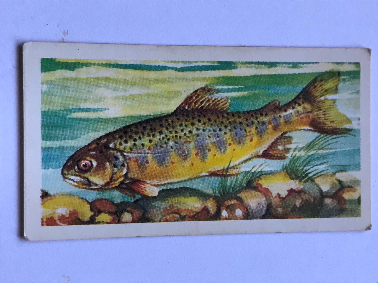 FRESHWATER FISH Brooke Bond Tea Cards 1960 Sold individually