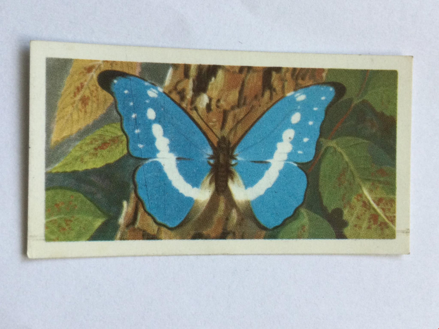 BUTTERFLIES OF THE WORLD- Brooke Bond Tea Cards- sold individually 1960s