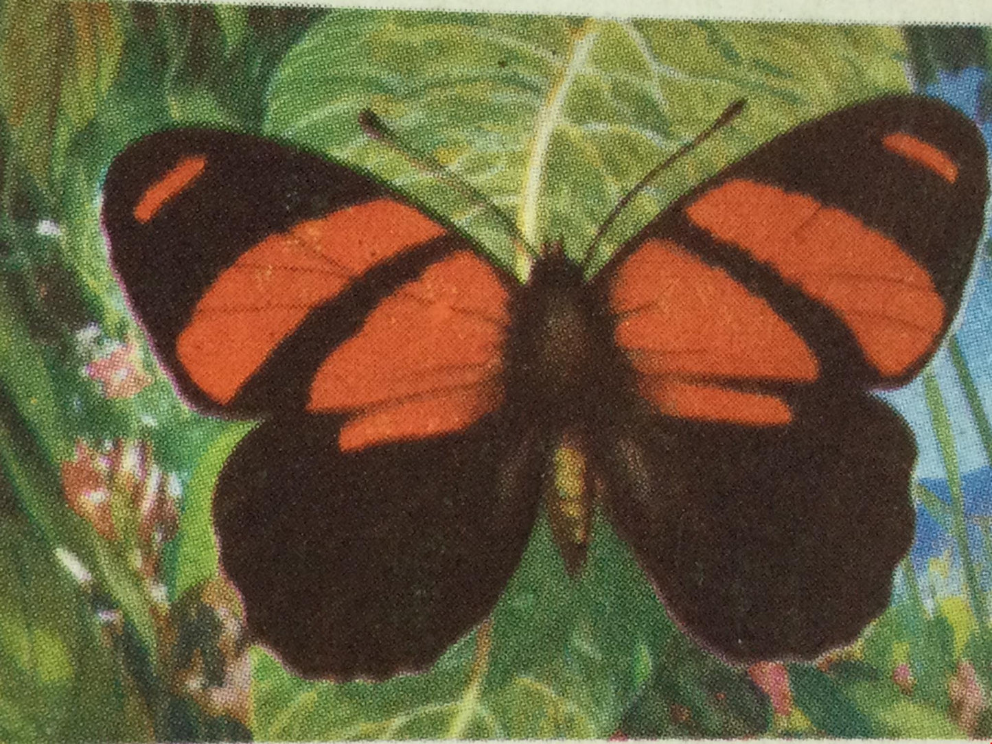 BUTTERFLIES OF THE WORLD- Brooke Bond Tea Cards- sold individually 1960s