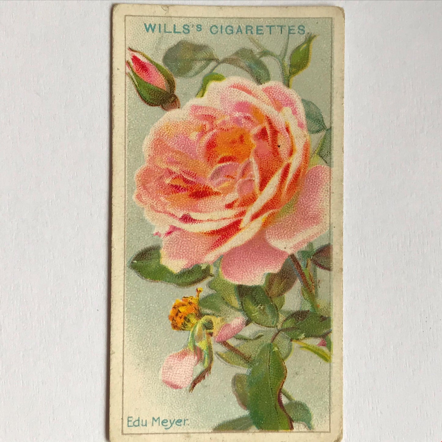 ROSES Wills Cigarette Cards 1912 Antique Rose Pictures - sold individually