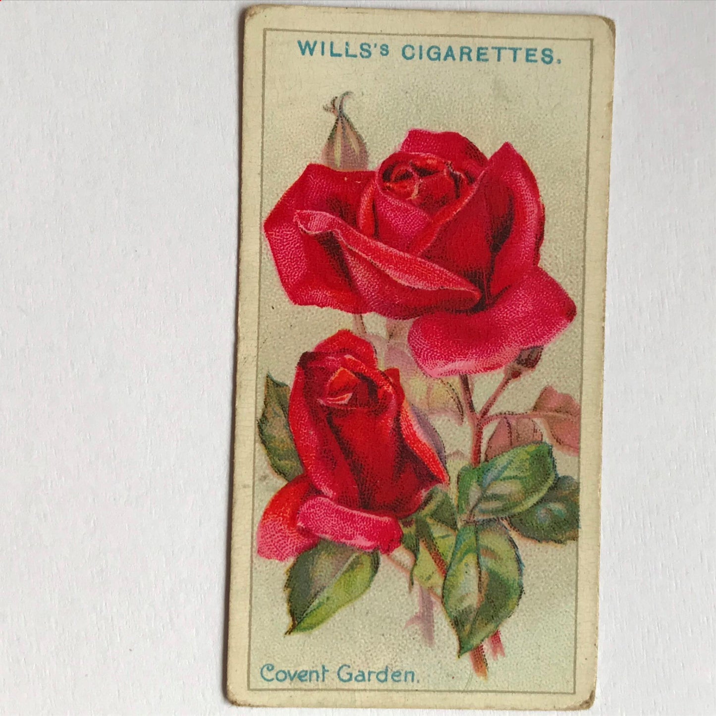 ROSES 1926 Wills Cigarette Cards - vintage rose pictures - sold individually