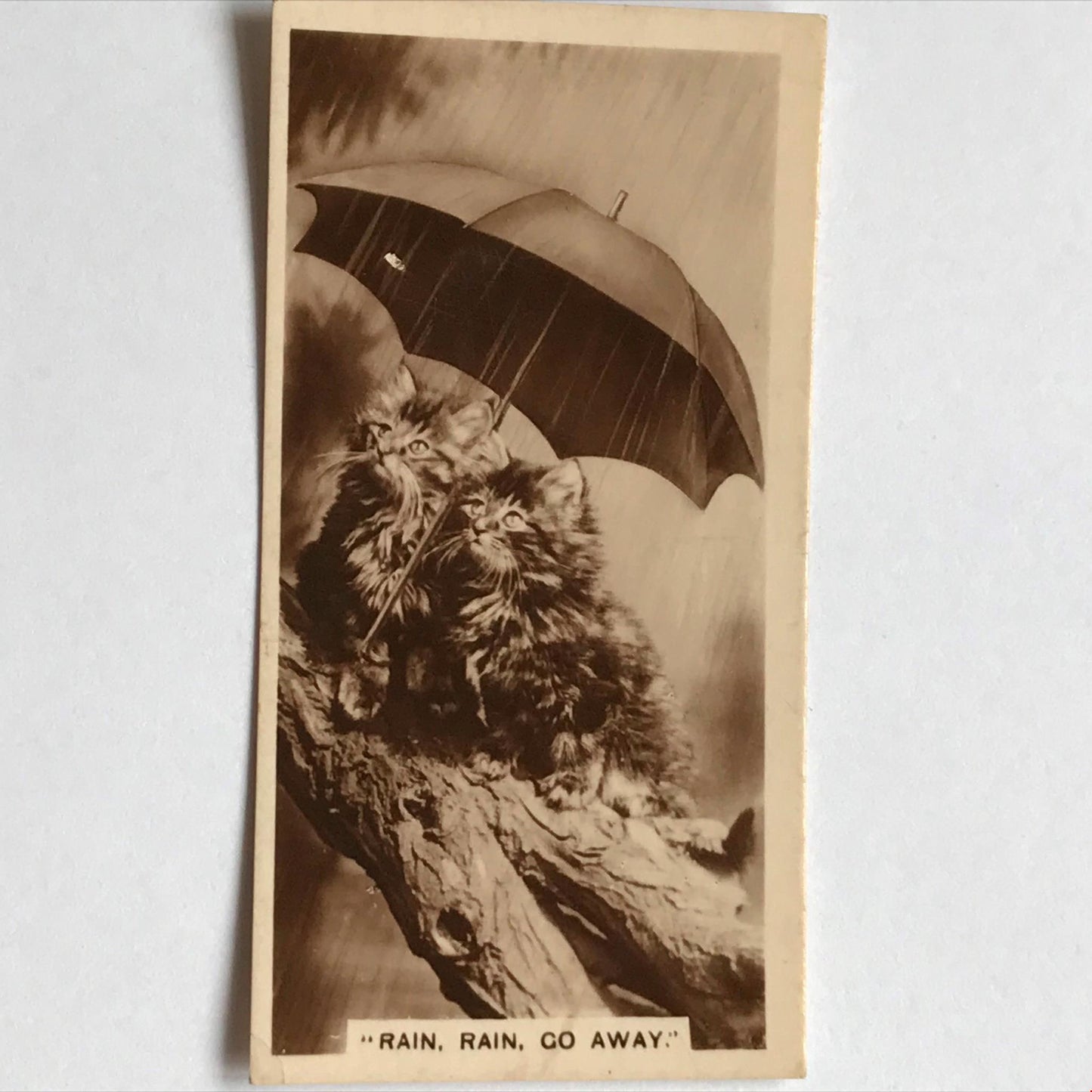 CUTE VINTAGE CAT PHOTO Cats under umbrella ‘Rain rain go away’ cigarette card